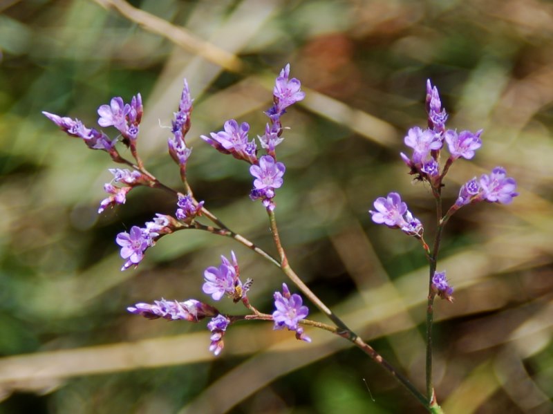 Limonium narbonense / Limonio comune